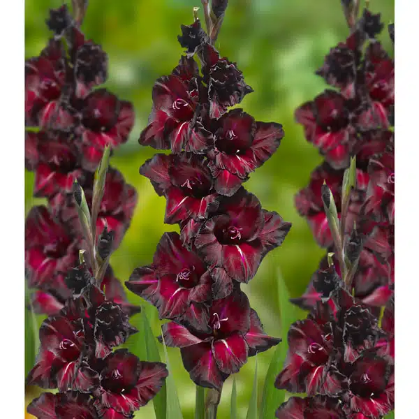 Gladioli Black Surprise