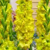 Gladioli Blitz Gladioli Blitz