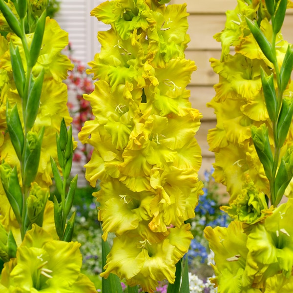 Gladioli Blitz