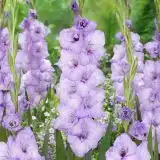 Gladioli Blue Tropic Pkglabtr - Garden Express Australia