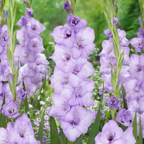 Gladioli Blue Tropic