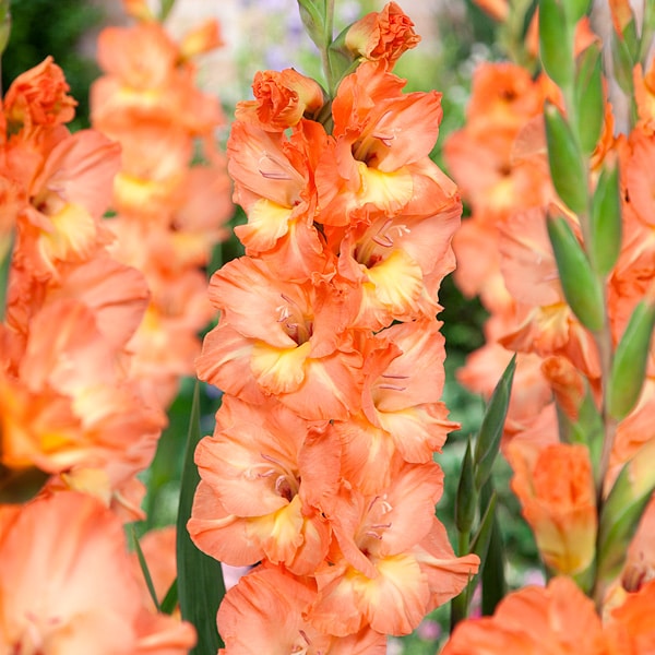Gladioli Eminence