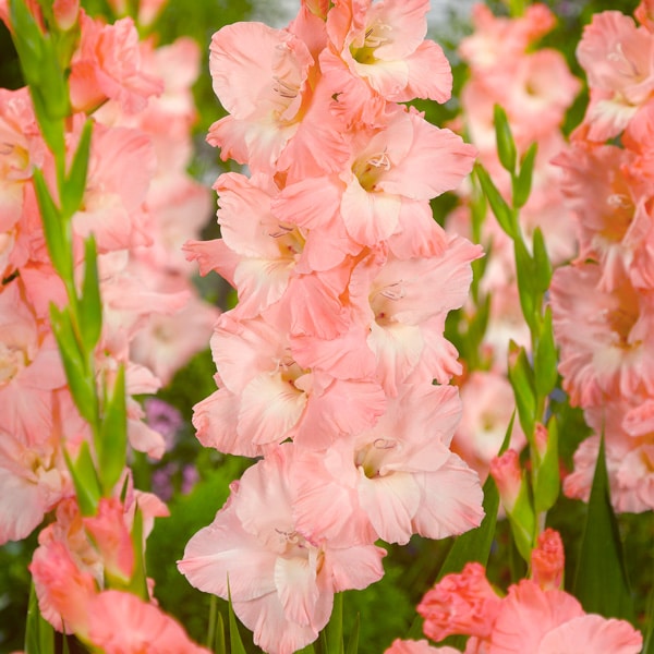 Gladioli Karma