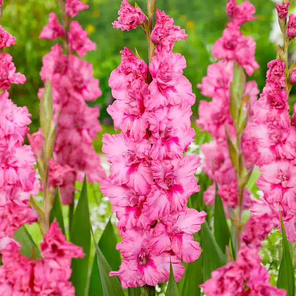 Gladioli Kingston Ruffle