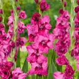 Gladioli Mystic Magenta Pkglamma - Garden Express Australia