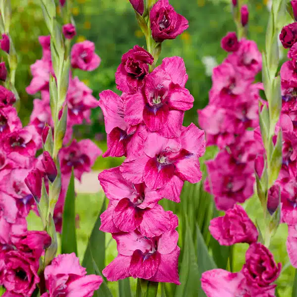 Gladioli Mystic Magenta