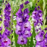 Gladioli Purple Party