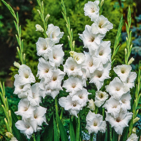Gladioli Sicilie
