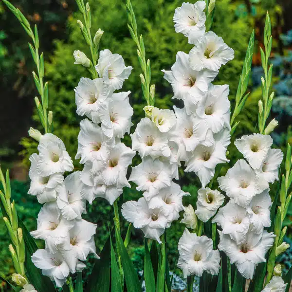 Gladioli Sicilie