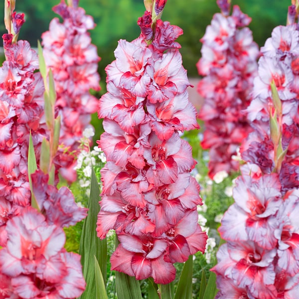 Gladioli Teds Trump