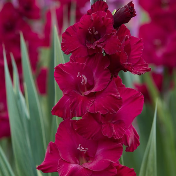 Glamini Gladioli Verdi