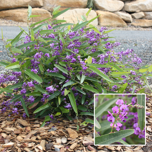 Hardenbergia Meema (Pbr)