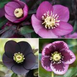Hellebore Single Collection 2 2026 Colhelsc2 - Garden Express Australia