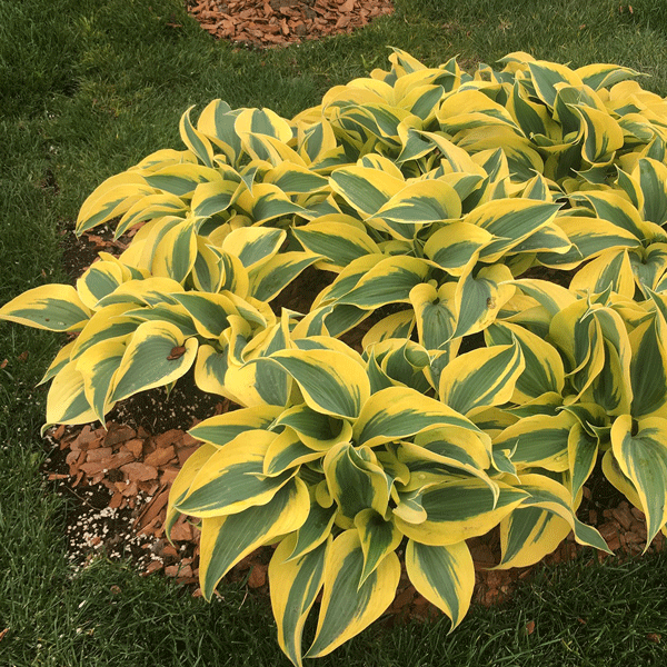 Hosta Autumn Frost Hosta Autumn Frost