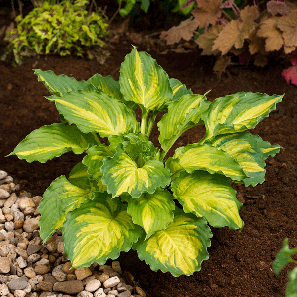 Hosta Lakeside Paisley Print Hosta Lakeside Paisley Print