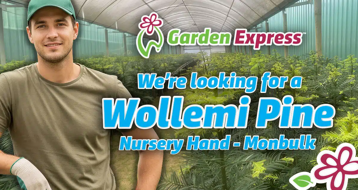 Jobadvert Wollemipine 28 5 26 - Garden Express Australia