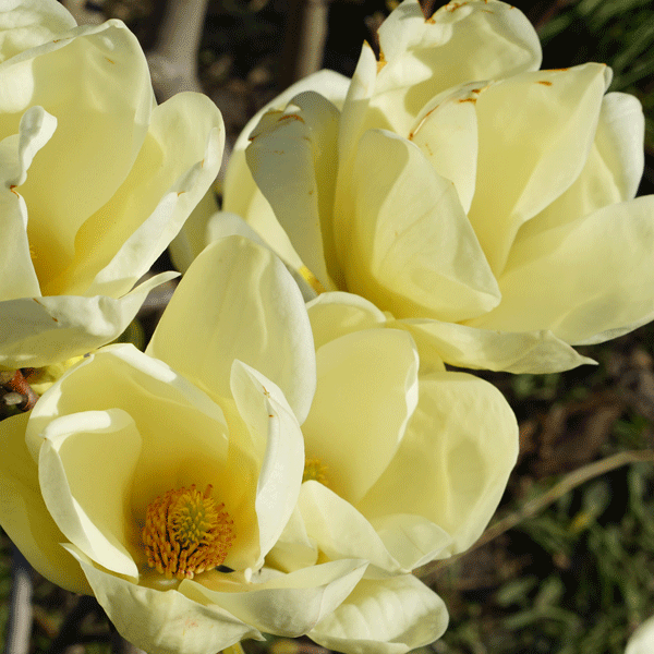 Magnolia Honey Tulip (Pbr)