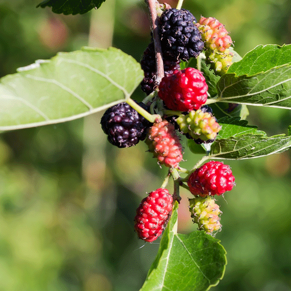 Mulberry Black – Treeling