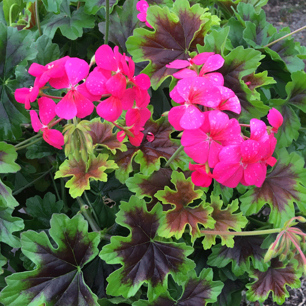 Pelargonium Candy Queen