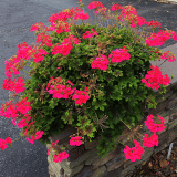 Pelargonium Candy Queen Pelargonium Candy Queen