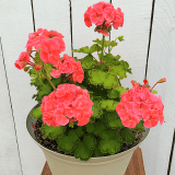 Pelargonium Diva Queen Pelargonium Diva Queen