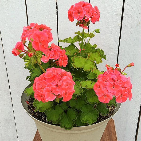 Pelargonium Diva Queen