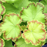 Pelargonium Diva Queen Pelargonium Diva Queen