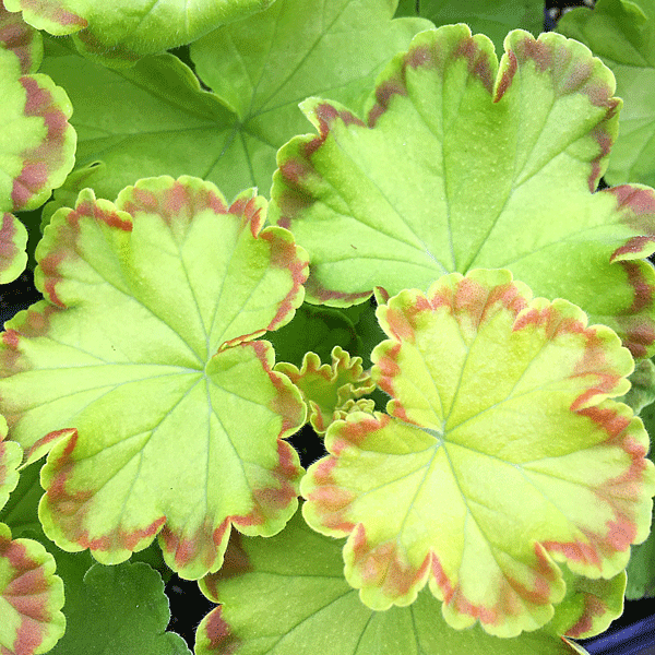 Pelargonium Diva Queen