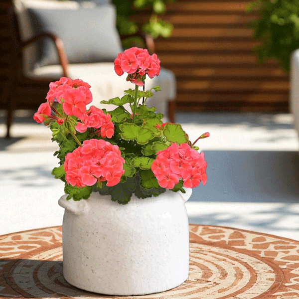 Pelargonium Diva Queen