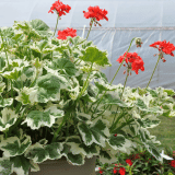 Pelargonium Ice Queen Pelargonium Ice Queen
