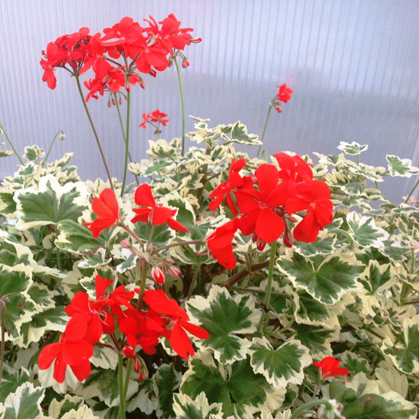Pelargonium Ice Queen Pelargonium Ice Queen
