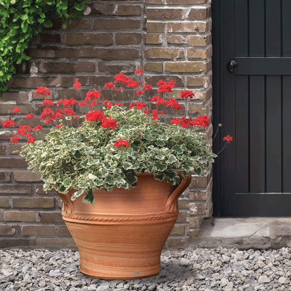 Pelargonium Ice Queen Pelargonium Ice Queen