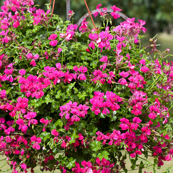 Pelargonium Reach Out Hot Pink