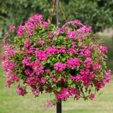 Pelargonium Reach Out Hot Pink Pelargonium Reach Out Hot Pink