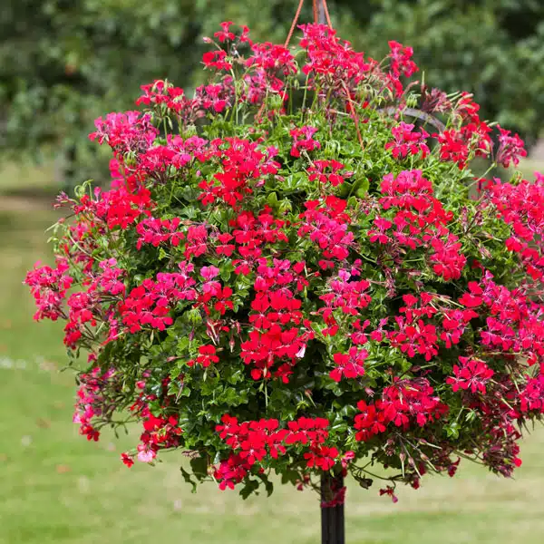 Pelargonium Reach Out Red