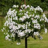 Pelargonium Reach Out White