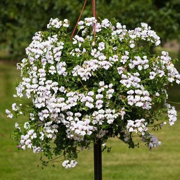 Pelargonium Reach Out White