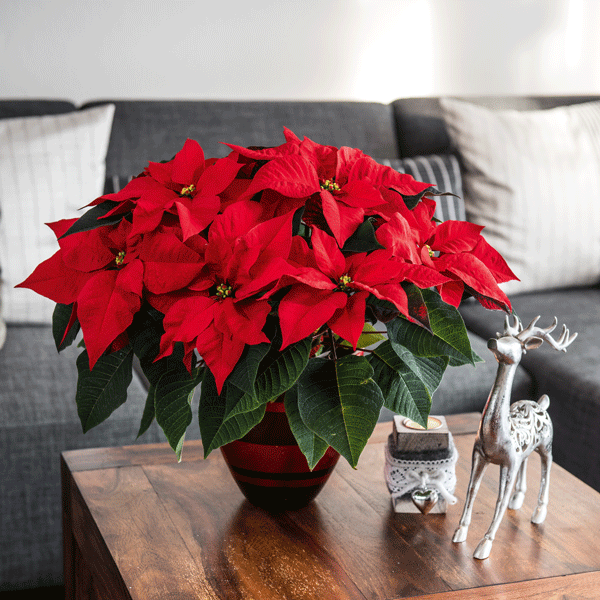 Poinsettia Ferrara Poinsettia Ferrara
