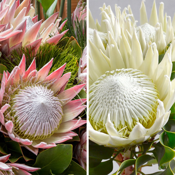 Protea King Duo