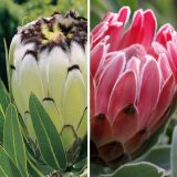 Protea Pink & White Duo