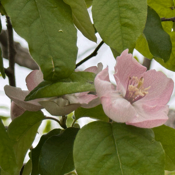 Quince Champion