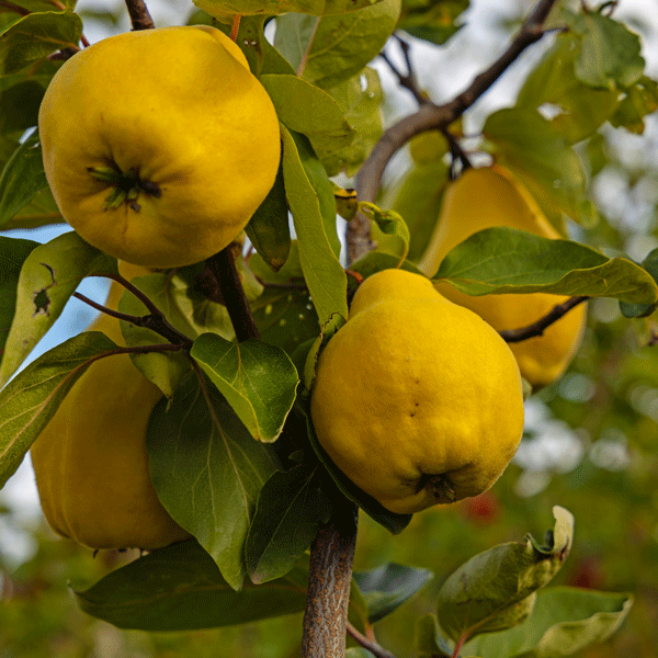 Quince Champion