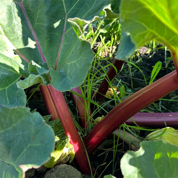 Rhubarb Crimson Giant