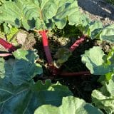Rhubarb Crimson Giant