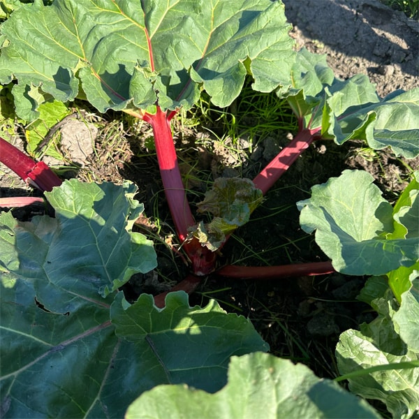 Rhubarb Crimson Giant