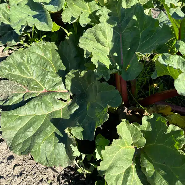 Rhubarb Crimson Giant