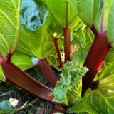Rhubarb Mammoth Ruby