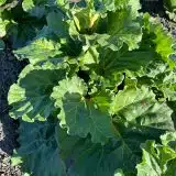 Rhubarb Mammoth Ruby Rhubarb Mammoth Ruby