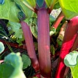 Rhubarb Mammoth Ruby