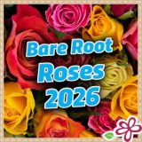Bare-Root Roses 2026